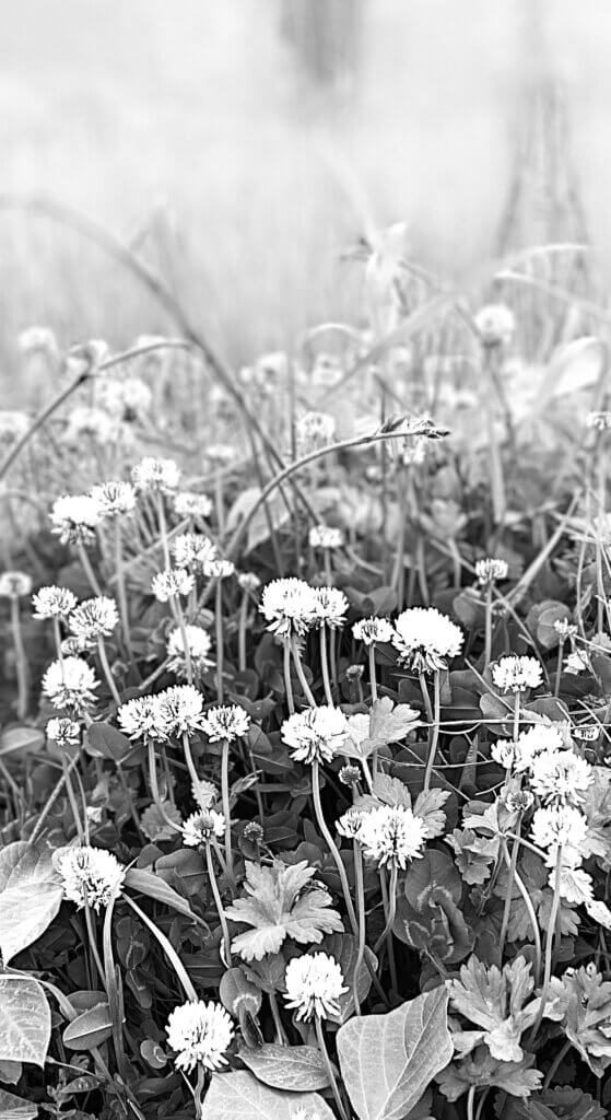 monochrome flowers