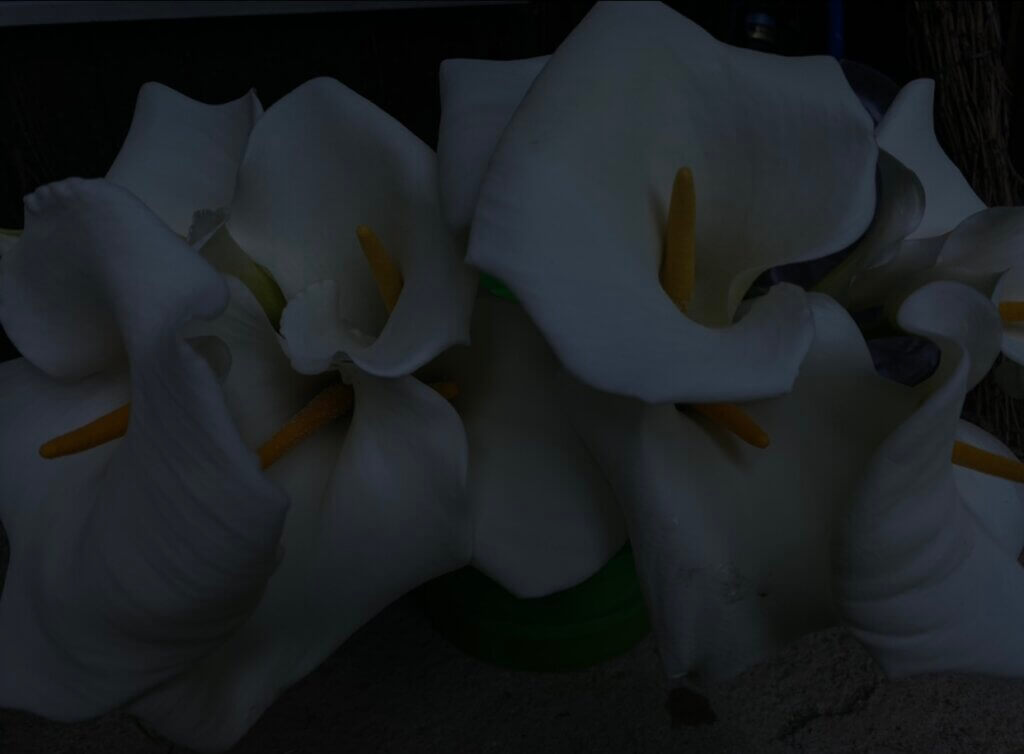 photo of flowers