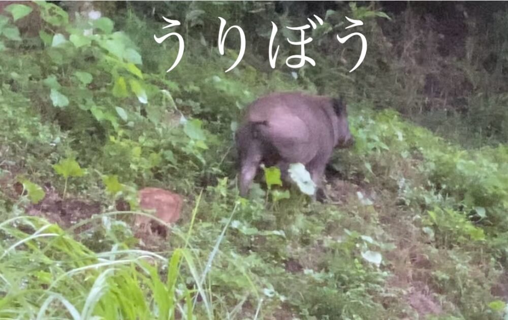 うりぼう — 二十歳の詩（Suno × Grok / kmskv）