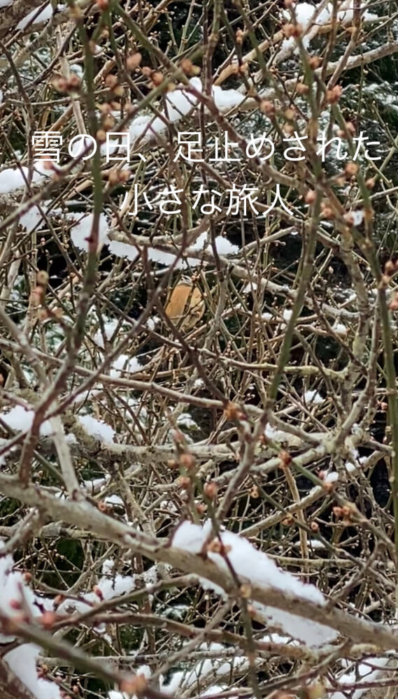 雪の日、足止めされた小さな旅人
